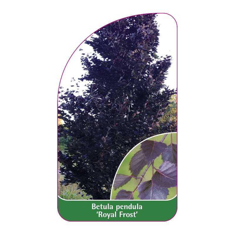 betula-pendula-royal-frost-1
