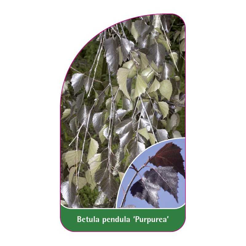 betula-pendula-purpurea-1
