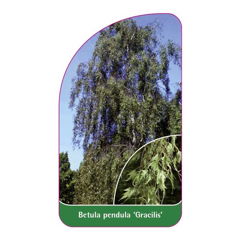 betula-pendula-gracilis-1