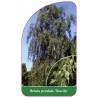 betula-pendula-gracilis-1
