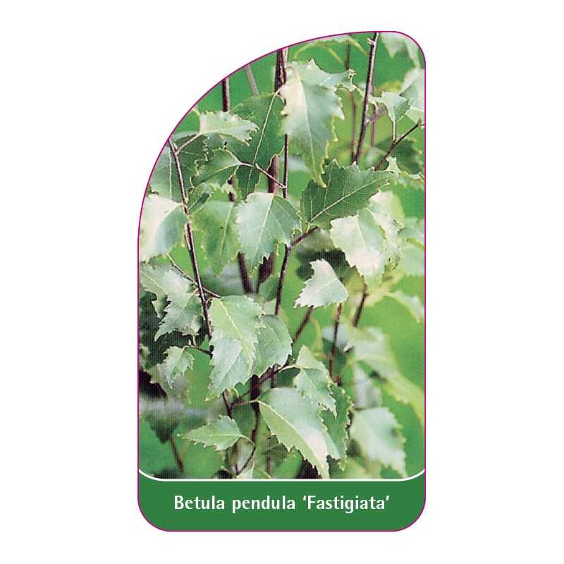 betula-pendula-fastigiata-1