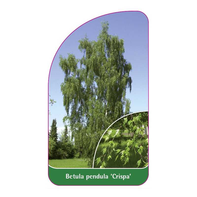 betula-pendula-crispa-1