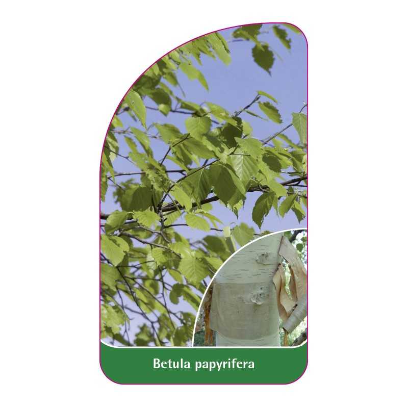 betula-papyrifera1