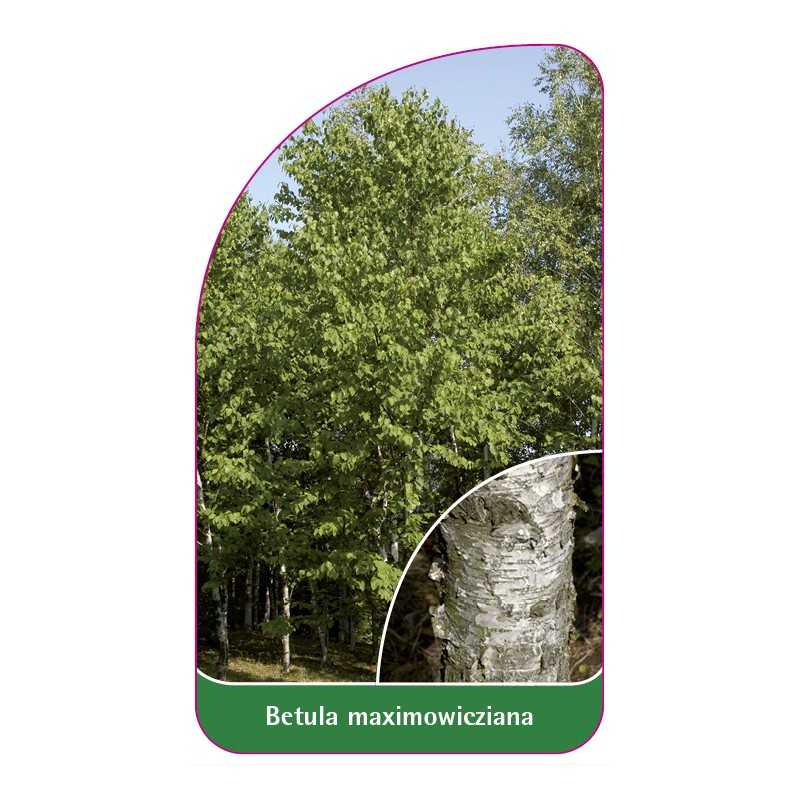 betula-maximowicziana1