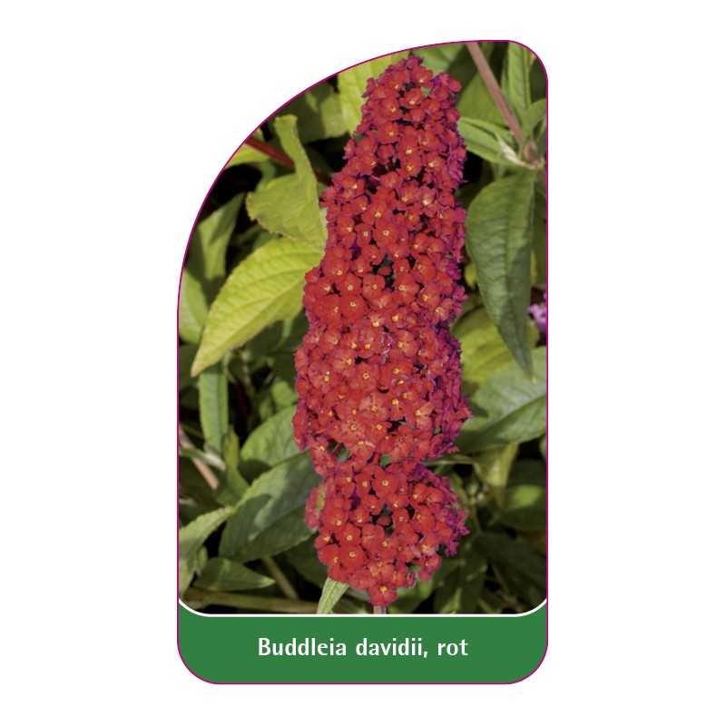 buddleia-davidii-rot1
