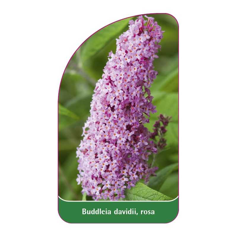 buddleia-davidii-rosa1