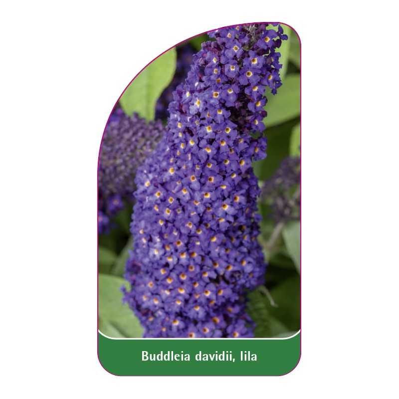 buddleia-davidii-lila1
