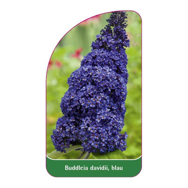 buddleia-davidii-blau1