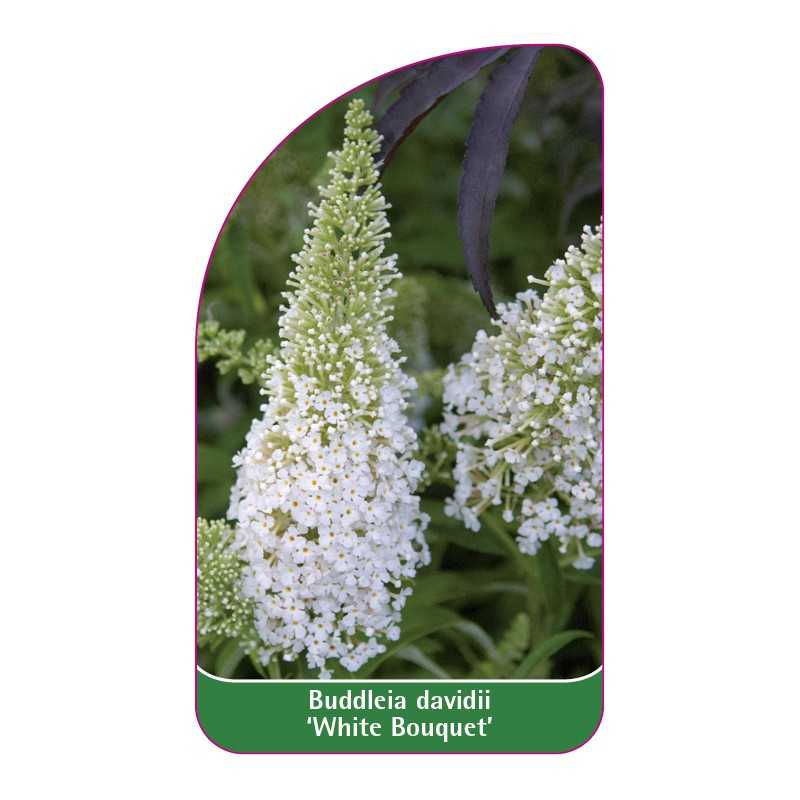 buddleia-davidii-white-bouquet-1