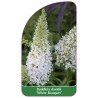 buddleia-davidii-white-bouquet-1