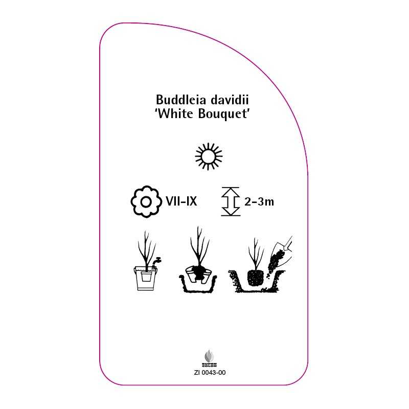 buddleia-davidii-white-bouquet-0