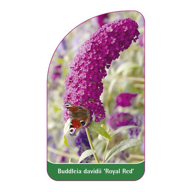 buddleia-davidii-royal-red-a1