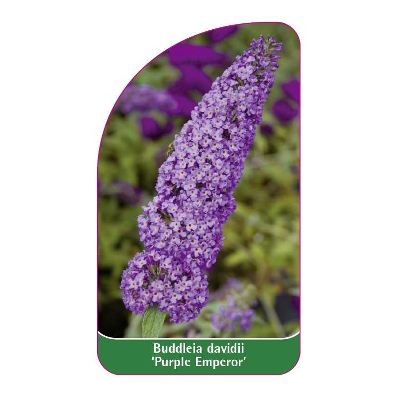 buddleia-davidii-purple-emperor-1