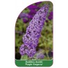 buddleia-davidii-purple-emperor-1