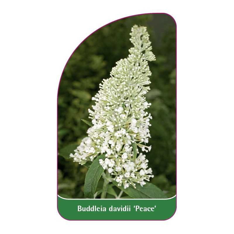 buddleia-davidii-peace-1