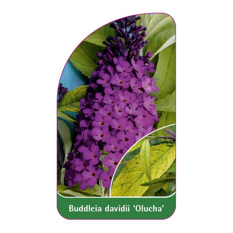 buddleia-davidii-olucha-1