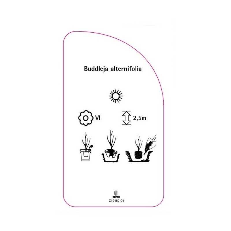 buddleia-alternifolia0