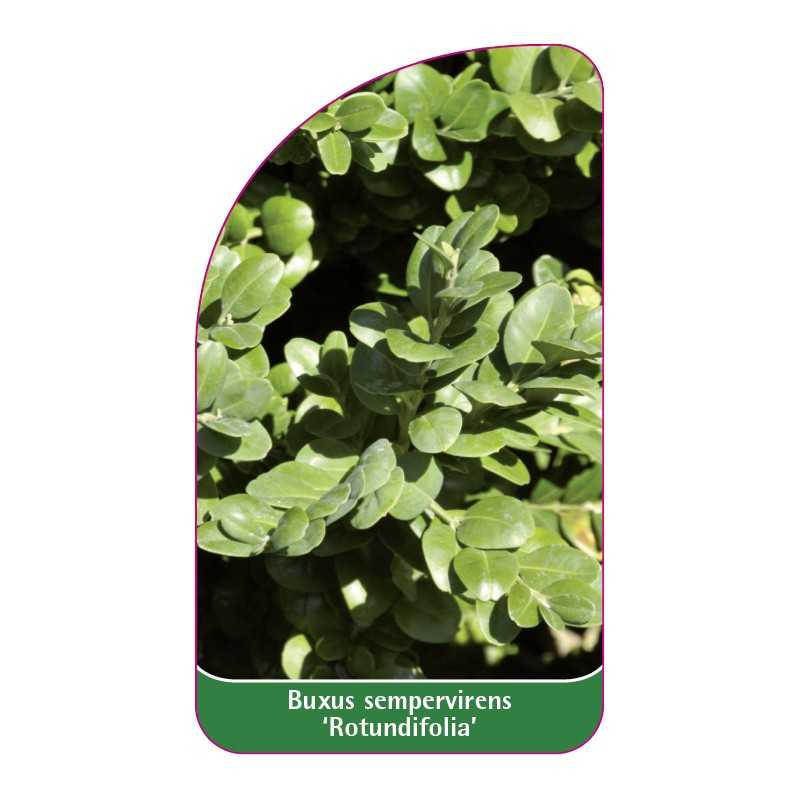 buxus-sempervirens-rotundifolia-1