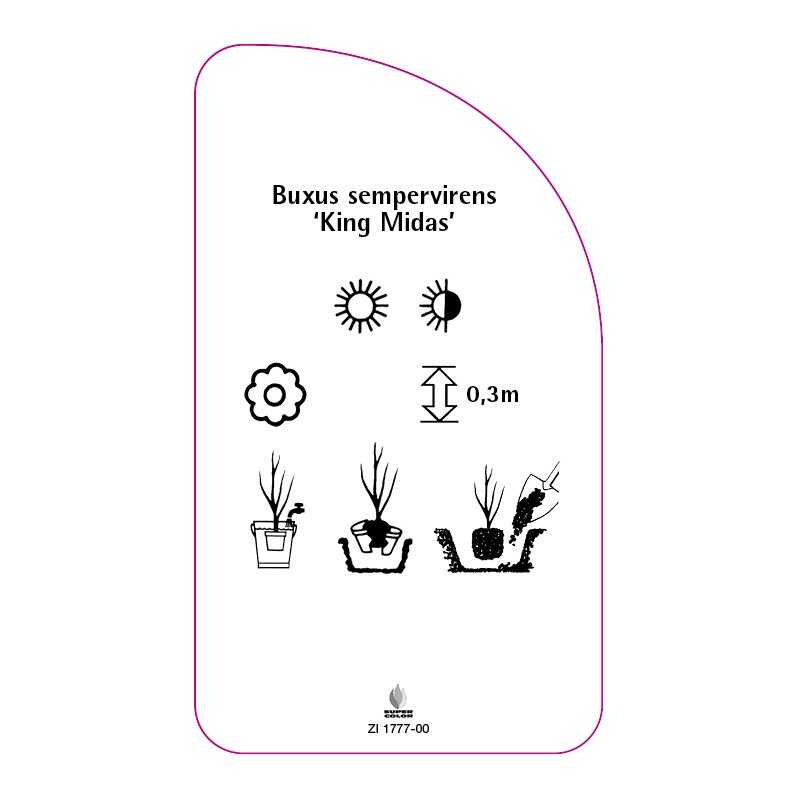 buxus-sempervirens-king-midas-0