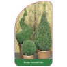 buxus-rotundifolia1