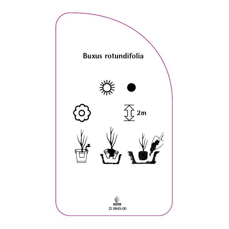 buxus-rotundifolia0