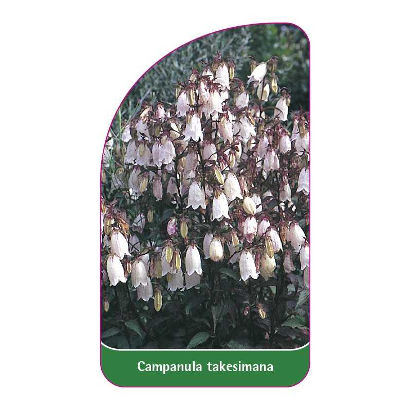 campanula-takesimana1