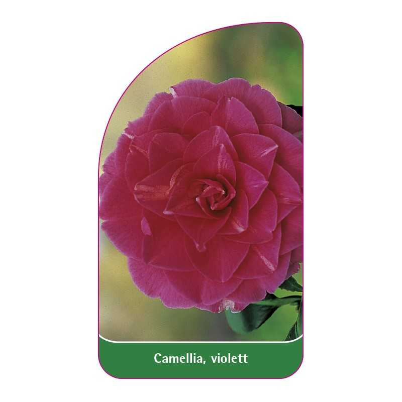 camellia-violet1