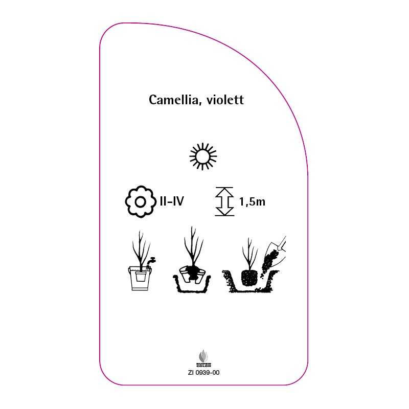 camellia-violet0