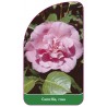 camellia-rosa1