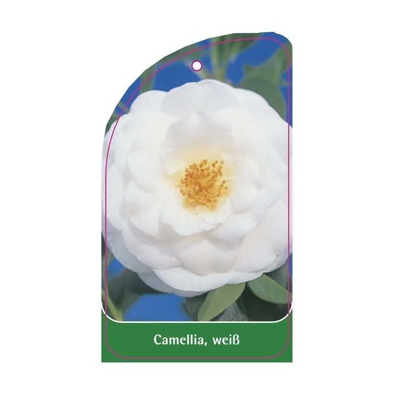 camellia-weiss1