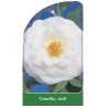 camellia-weiss1