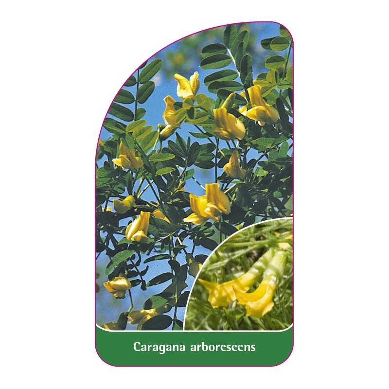 caragana-arborescens1