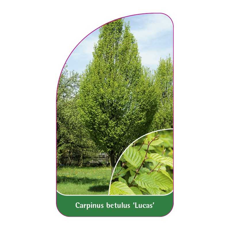carpinus-betulus-lucas-1