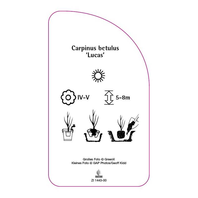 carpinus-betulus-lucas-0