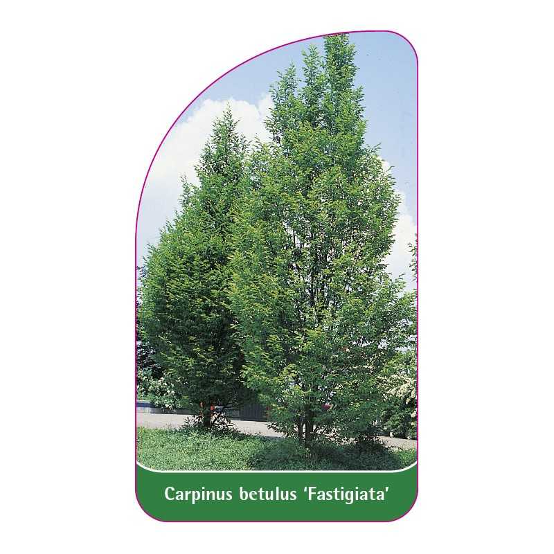 carpinus-betulus-fastigiata-1