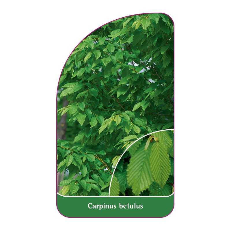 carpinus-betulus1