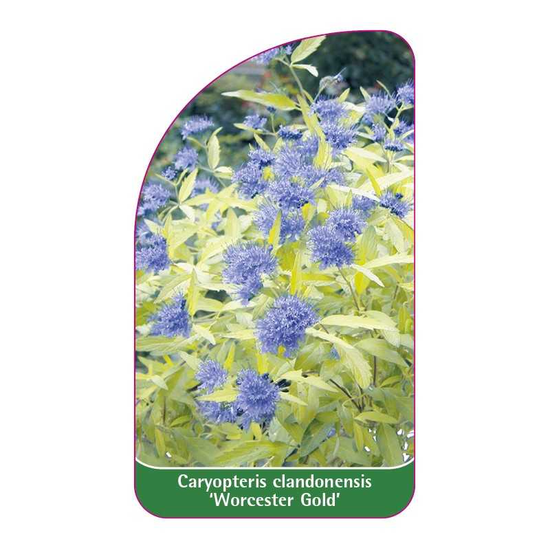 caryopteris-clandonensis-worcester-gold-1