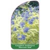 caryopteris-clandonensis-worcester-gold-1