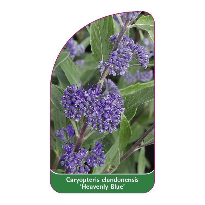 caryopteris-clandonensis-heavenly-blue-1
