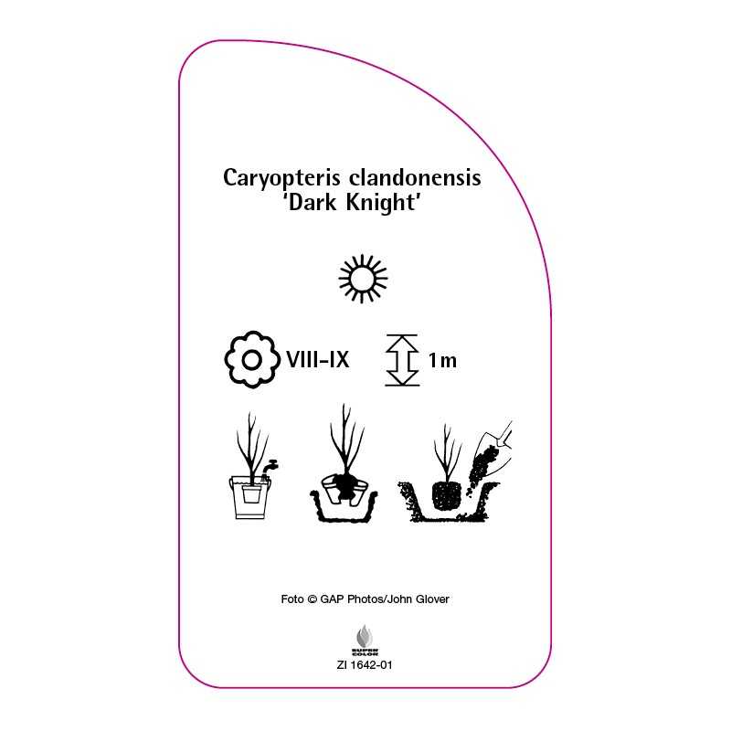 caryopteris-clandonensis-dark-knight-0