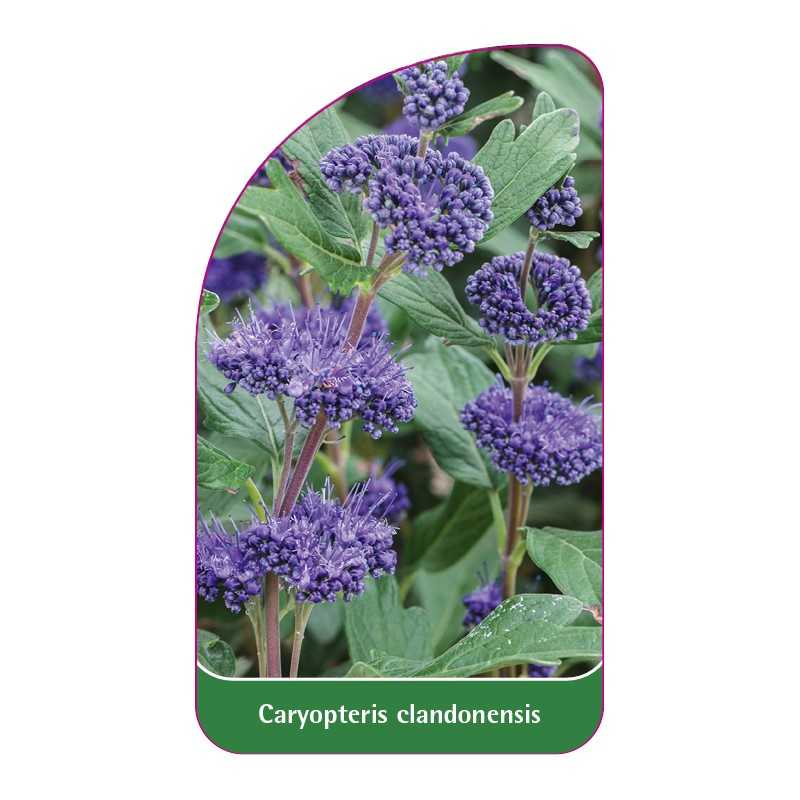 caryopteris-clandonensis1