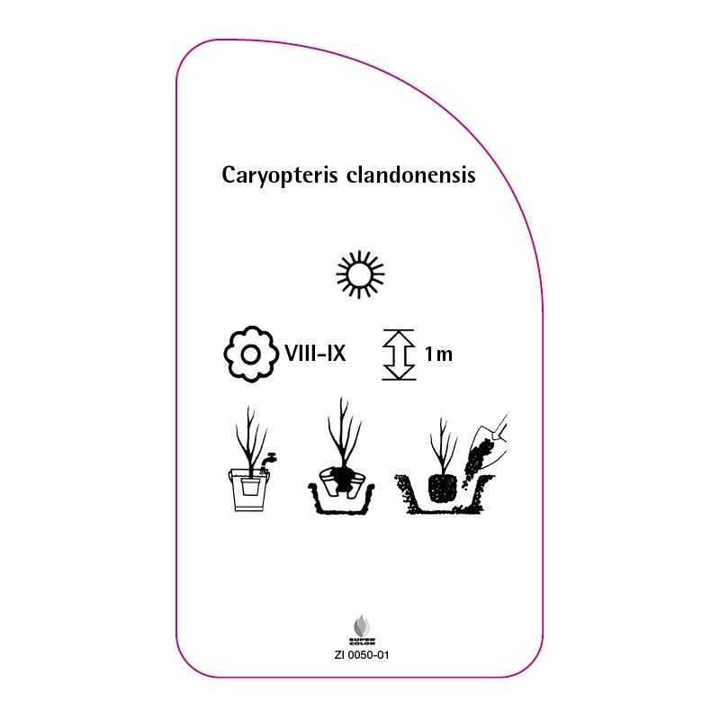 caryopteris-clandonensis0