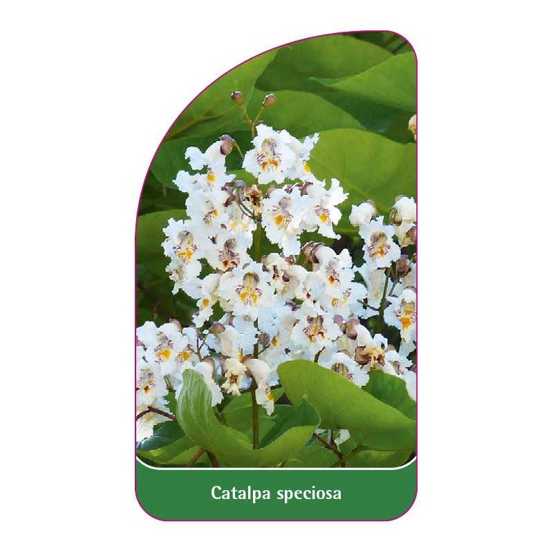 catalpa-speciosa1