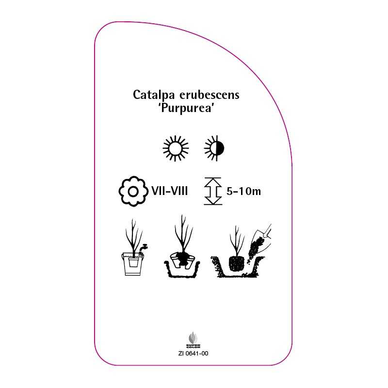 catalpa-erubescens-purpurea-0