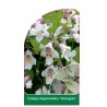 catalpa-bignonioides-variegata-1