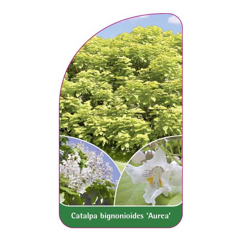catalpa-bignonioides-aurea-1