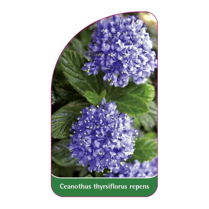 ceanothus-thysiflourus-repens1