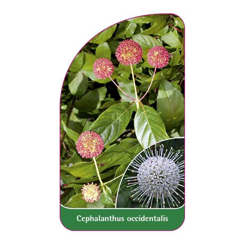 cephalanthus-occidentalis-guzikowiec1