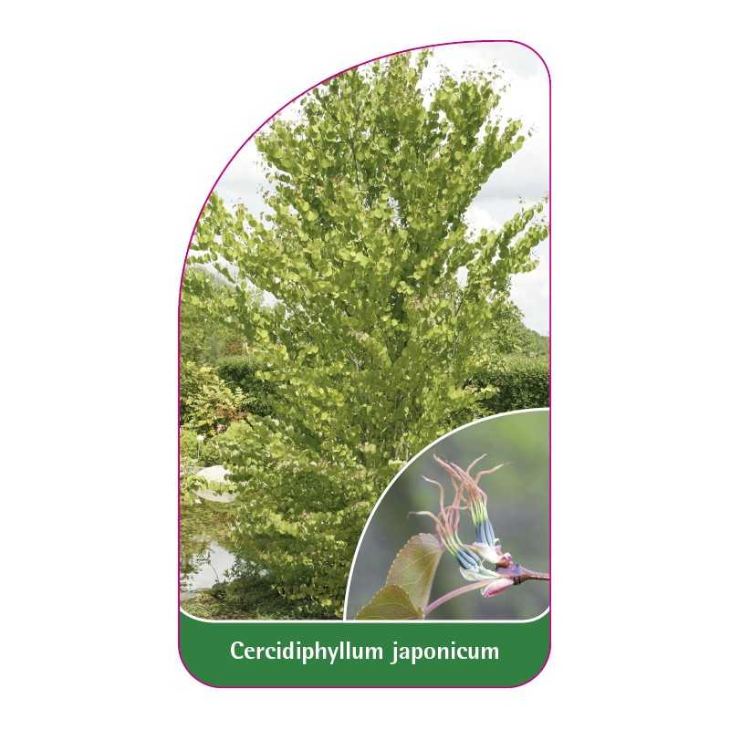 cercidiphyllum-japonicum1