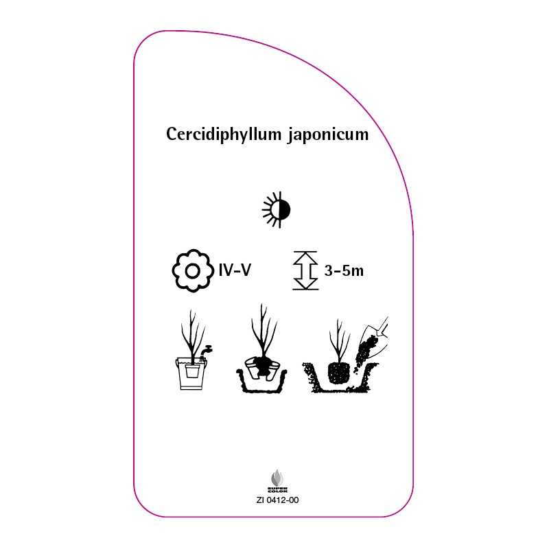 cercidiphyllum-japonicum0